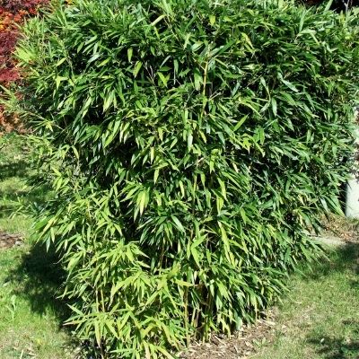 Bambou dans un jardin